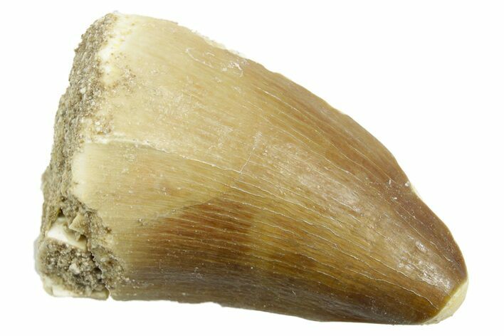 Fossil Mosasaur (Thalassotitan) Tooth - Morocco #364048